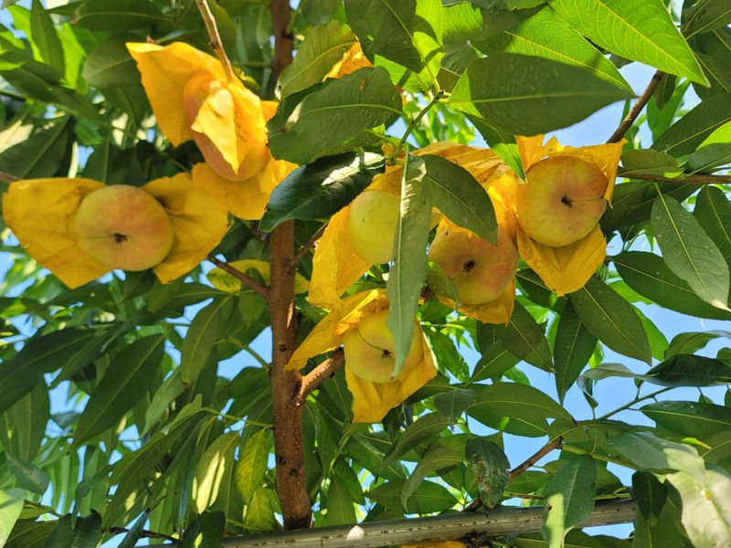 김안식~납작복숭아님의 장터 판매 상품 [납작복숭아   거반도 유럽복숭아 ] 첨부 사진