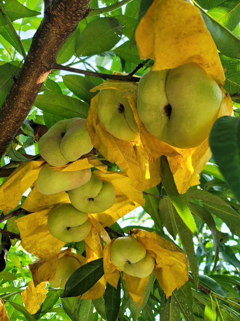 김안식~납작복숭아님의 장터 판매 상품 [납작복숭아   거반도 유럽복숭아 ] 첨부 사진