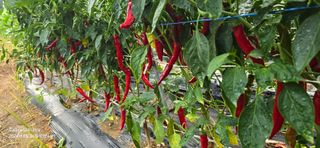 미우리님의 고추 · 영농일지 작성글 사진