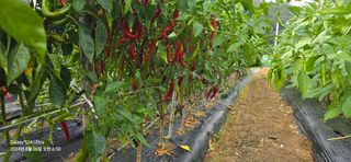 미우리님의 고추 · 영농일지 작성글 사진