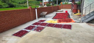 미우리님의 고추 · 영농일지 작성글 사진