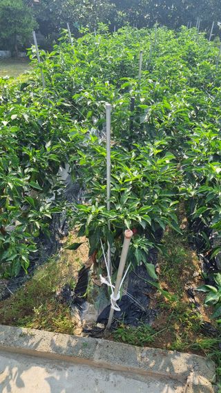 연준흠님의 ☀️8월 농작업 계획 · 참여글 작성글 사진