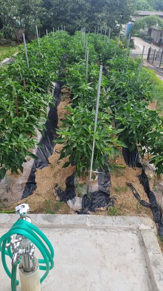 연준흠님의 ☀️8월 농작업 계획 · 참여글 작성글 사진