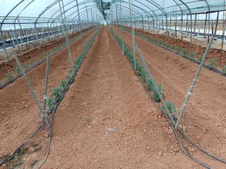 부농이네(이나영)님의 고추 · 영농일지 작성글 사진