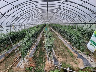 무디전형익님의 팜퀴즈 결과 자랑하기 · 참여글 작성글 사진