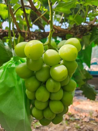 최지훈님의 ☀️8월 농작업 계획 · 참여글 작성글 사진