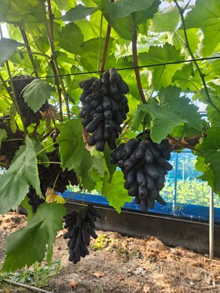 최지훈님의 ☀️8월 농작업 계획 · 참여글 작성글 사진