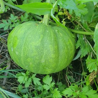 박종문님의 ☀️8월 농작업 계획 · 참여글 작성글 사진