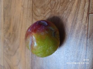 텃밭님의 농사, 무엇이든 물어보세요! · 참여글 작성글 사진