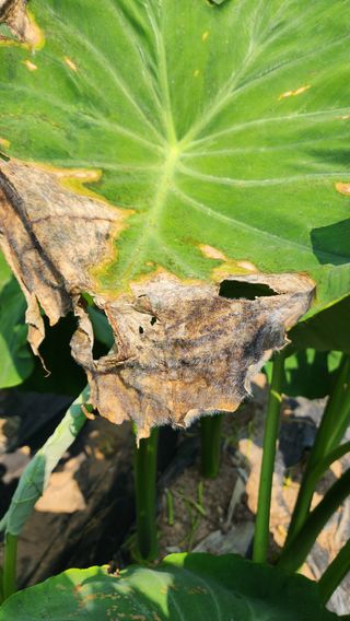 문병숙님의 기타작물 · 병해충상담 작성글 사진