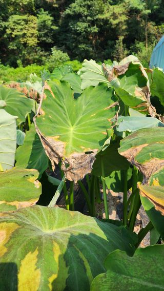 문병숙님의 기타작물 · 병해충상담 작성글 사진