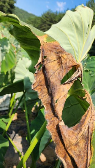 문병숙님의 기타작물 · 병해충상담 작성글 사진