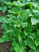 팜모닝 참깨·병해충상담 게시글 이미지