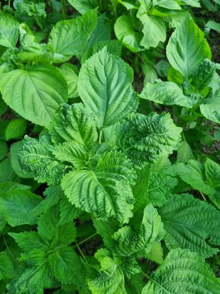 유일무님의 참깨 · 병해충상담 작성글 사진