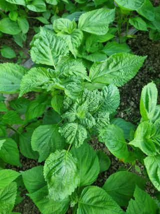 유일무님의 참깨 · 병해충상담 작성글 사진