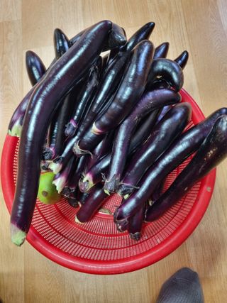 포도15264님의 팜퀴즈 결과 자랑하기 · 참여글 작성글 사진