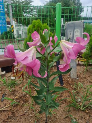 포도15264님의 팜퀴즈 결과 자랑하기 · 참여글 작성글 사진