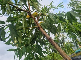 포도15264님의 팜퀴즈 결과 자랑하기 · 참여글 작성글 사진