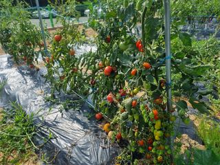 포도15264님의 팜퀴즈 결과 자랑하기 · 참여글 작성글 사진