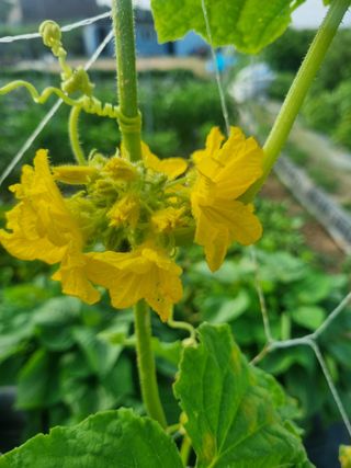 포도15264님의 팜퀴즈 결과 자랑하기 · 참여글 작성글 사진