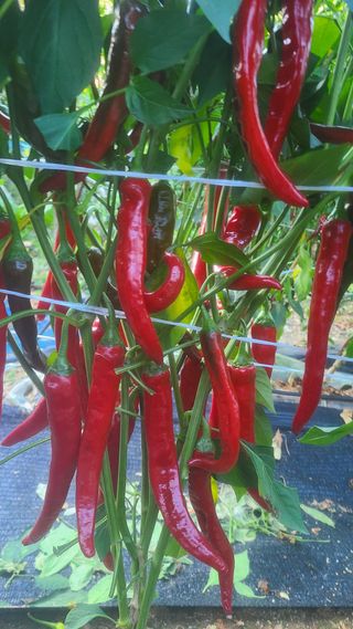 잿고개님의 팜퀴즈 결과 자랑하기 · 참여글 작성글 사진