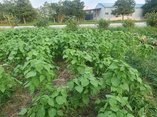 김양석님의 들깨 · 영농일지 작성글 사진