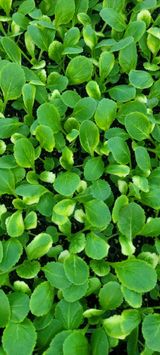 팜모닝 배추·병해충상담 게시글 이미지