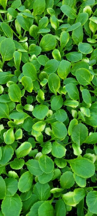 경주 영이님의 배추 · 병해충상담 작성글 사진