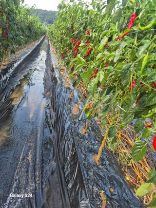 초보 농사꾼~~~ㅇ님의 작성글 사진