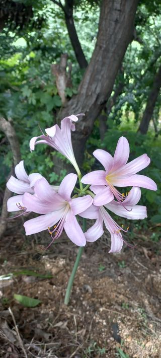 한학수님의 팜퀴즈 결과 자랑하기 · 참여글 작성글 사진