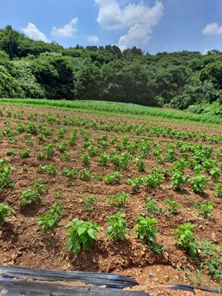 독골농원님의 자유주제 · 자유게시판 작성글 사진