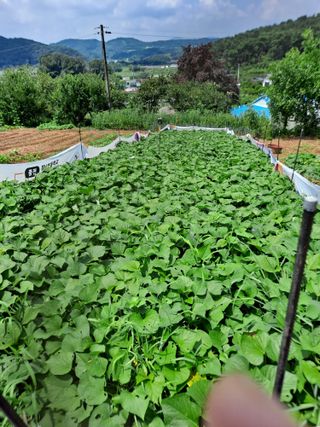 독골농원님의 자유주제 · 자유게시판 작성글 사진