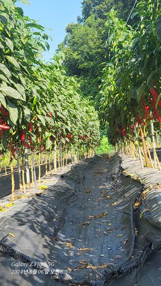 이영기님의 고추 · 영농일지 작성글 사진