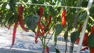 이영기님의 고추 · 영농일지 작성글 사진