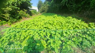 이영기님의 고추 · 영농일지 작성글 사진