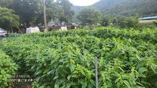 이영기님의 고추 · 영농일지 작성글 사진