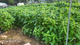 이영기님의 고추 · 영농일지 작성글 사진