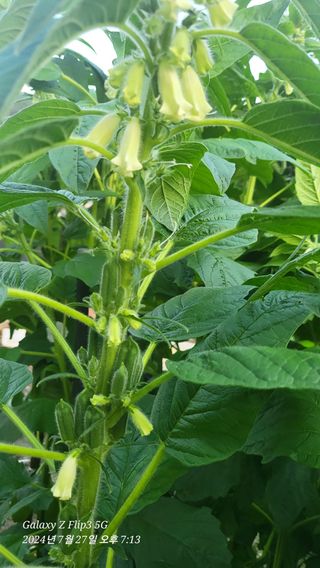 이영기님의 고추 · 영농일지 작성글 사진