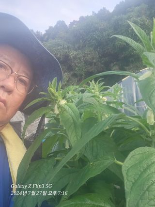 이영기님의 고추 · 영농일지 작성글 사진