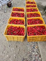 팜모닝 고추·영농일지 게시글 이미지