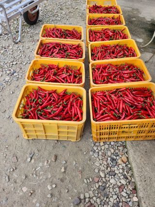 진기섭님의 고추 · 영농일지 작성글 사진