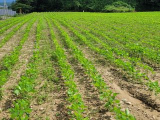 사과.고추16719님의 콩 · 영농일지 작성글 사진