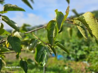 공주유구 구계박만호님의 기타작물 · 영농일지 작성글 사진