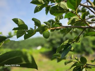 공주유구 구계박만호님의 기타작물 · 영농일지 작성글 사진