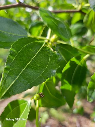 공주유구 구계박만호님의 기타작물 · 영농일지 작성글 사진