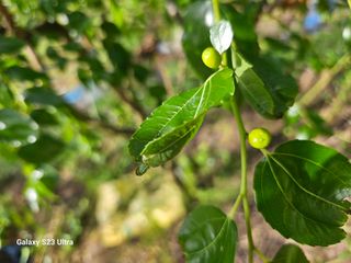 공주유구 구계박만호님의 기타작물 · 영농일지 작성글 사진