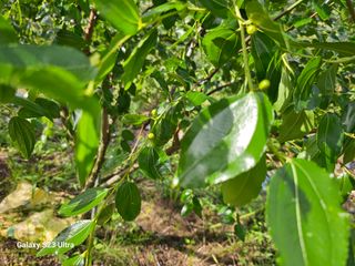 공주유구 구계박만호님의 기타작물 · 영농일지 작성글 사진