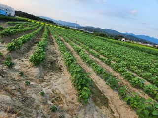 보은 김영순님의 팜퀴즈 결과 자랑하기 · 참여글 작성글 사진