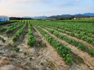보은 김영순님의 팜퀴즈 결과 자랑하기 · 참여글 작성글 사진