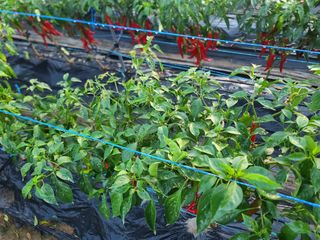 박찬형님의 고추 · 병해충상담 작성글 사진